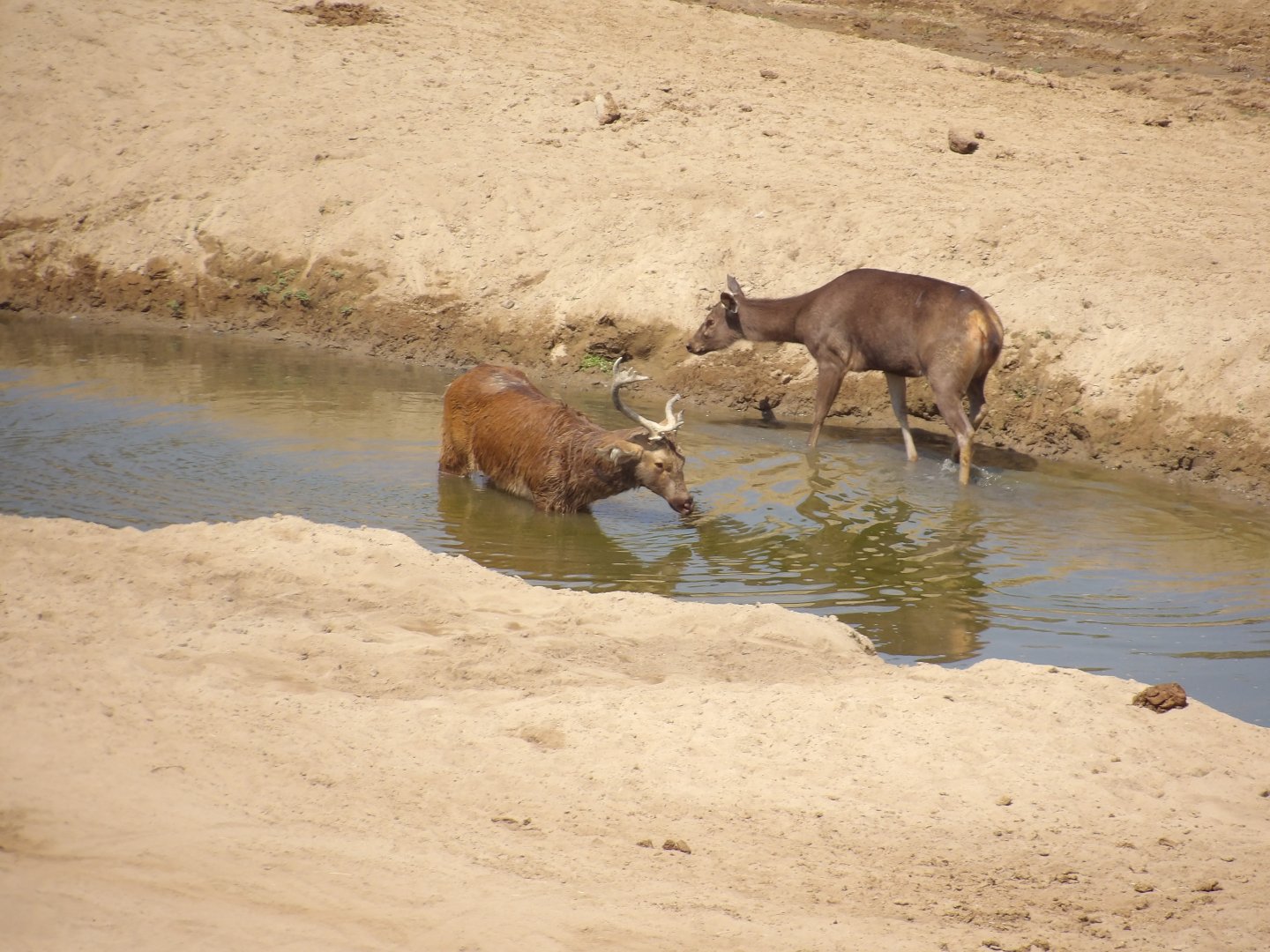 Deer sp. San Diego Zoo Safari Park