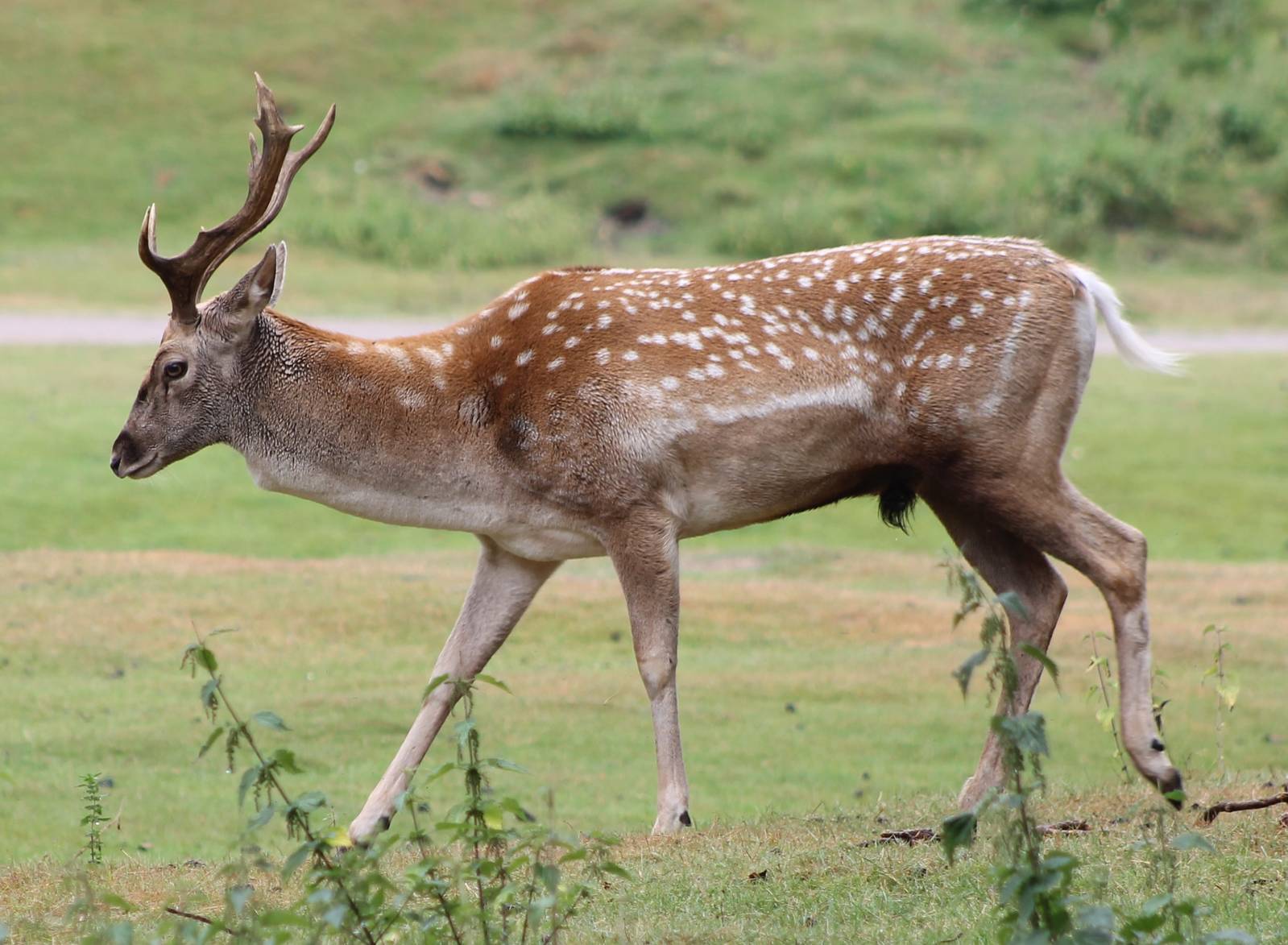 Deer species ID needed