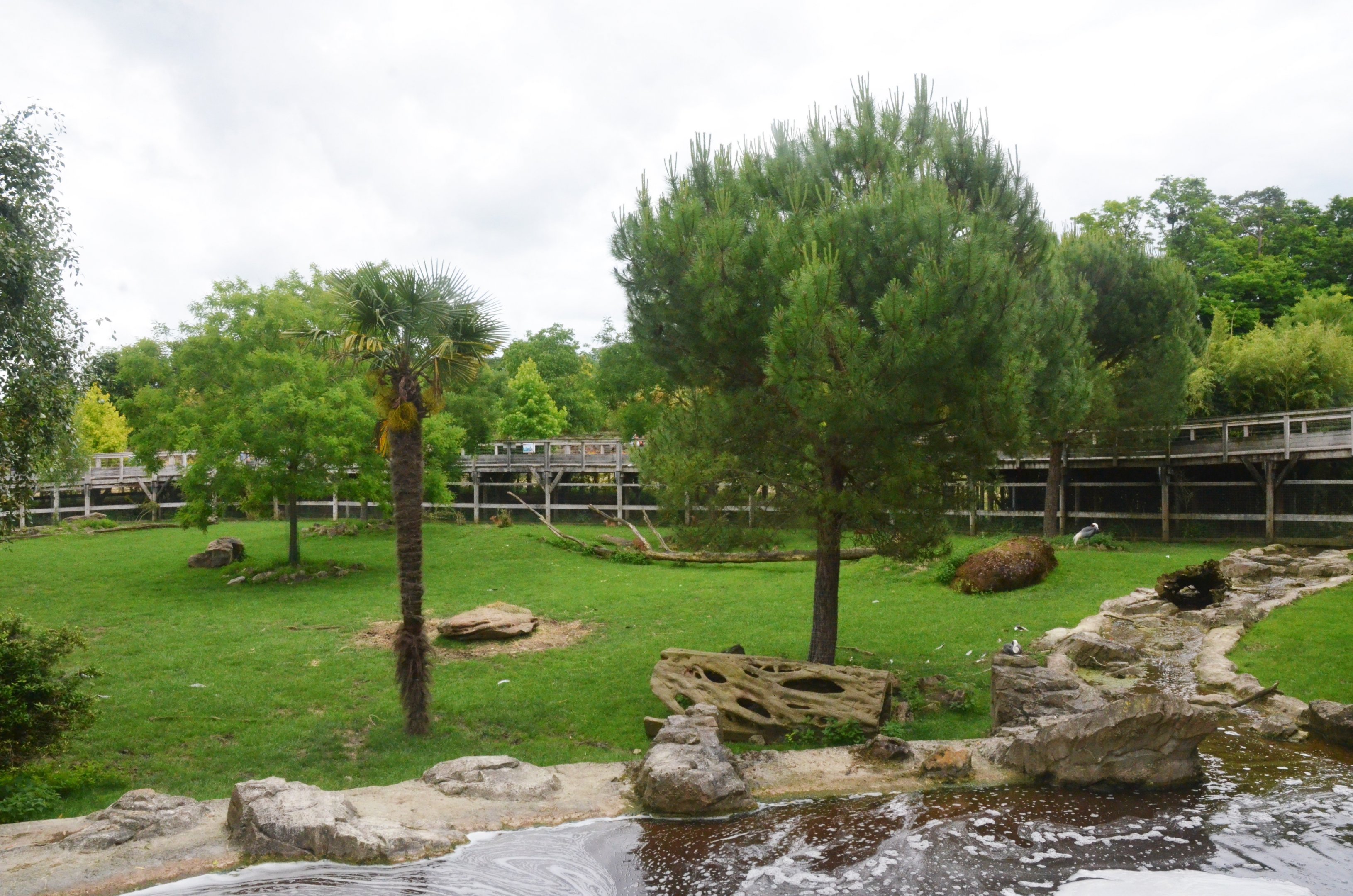 Deer, Tapir and Crane Paddock at Beauval, 12/06/18