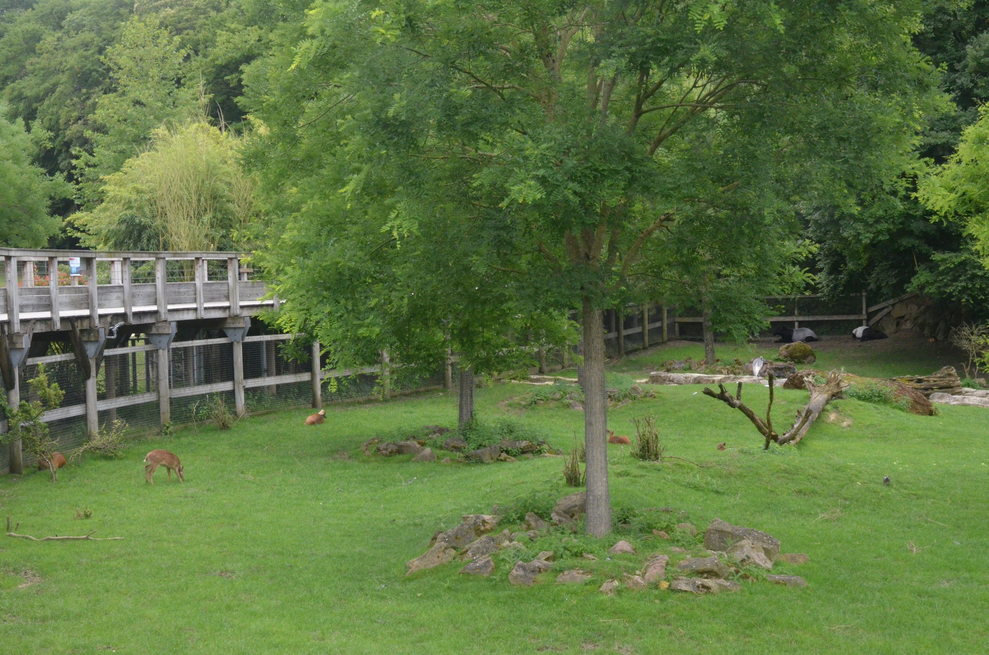 Deer, Tapir and Crane Paddock at Beauval, 12/06/18
