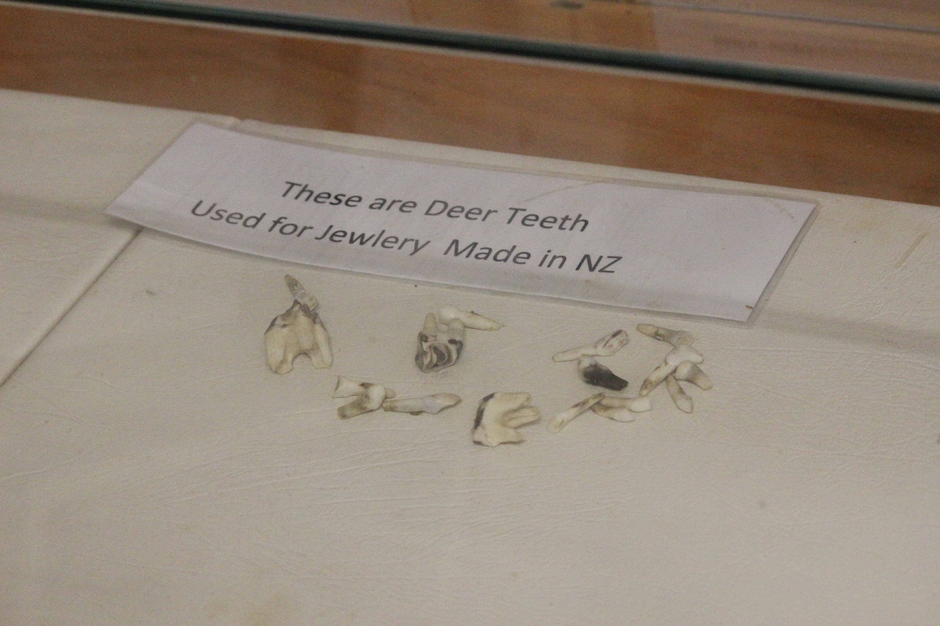 Deer teeth, The Deer Story Museum & Café