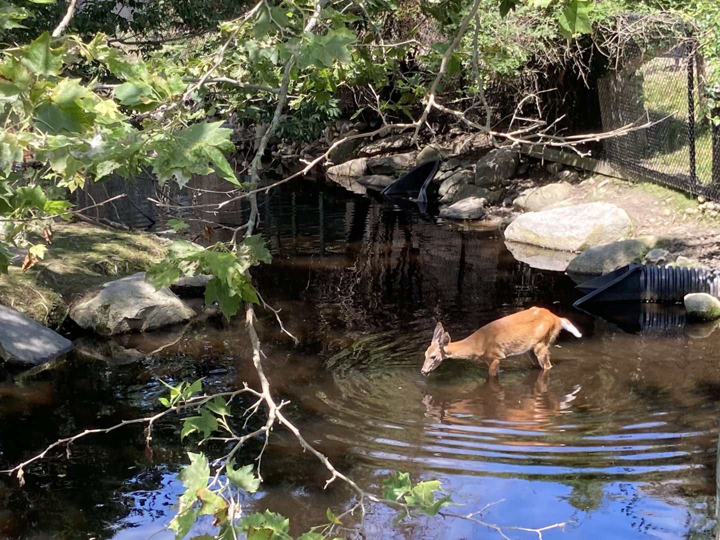 Deer Wading (July 7th)