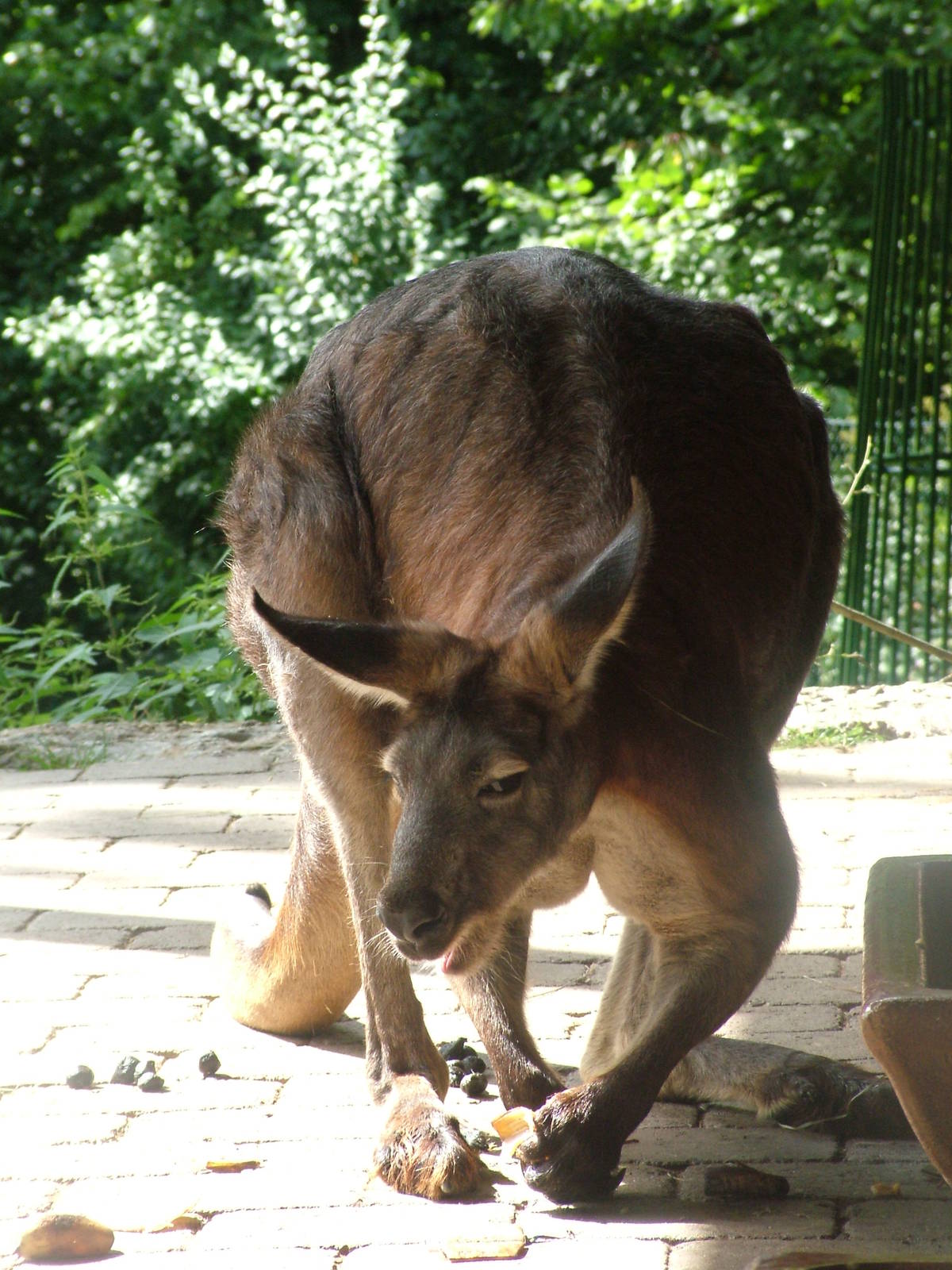 Deer Wallaroo at Opel-Zoo Kronberg, 30/08/10