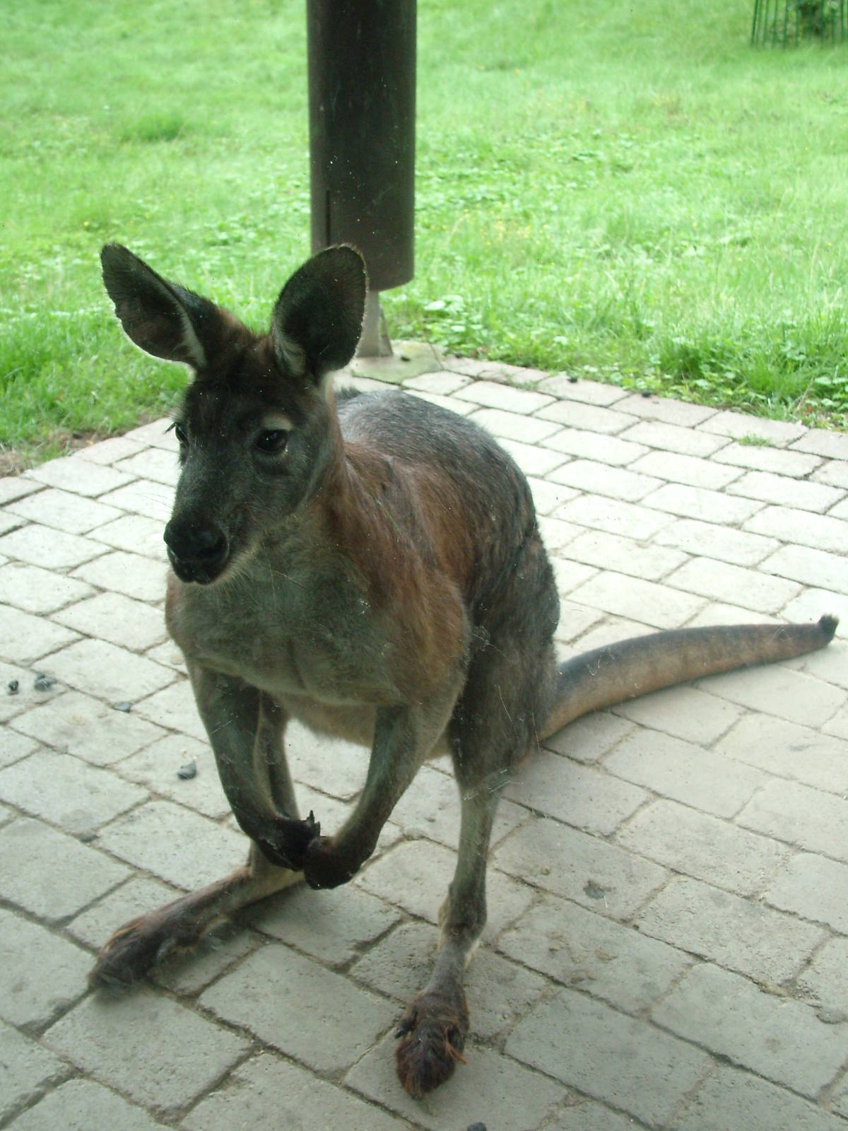 Deer Wallaroo at Opel-Zoo Kronberg, 30/08/10