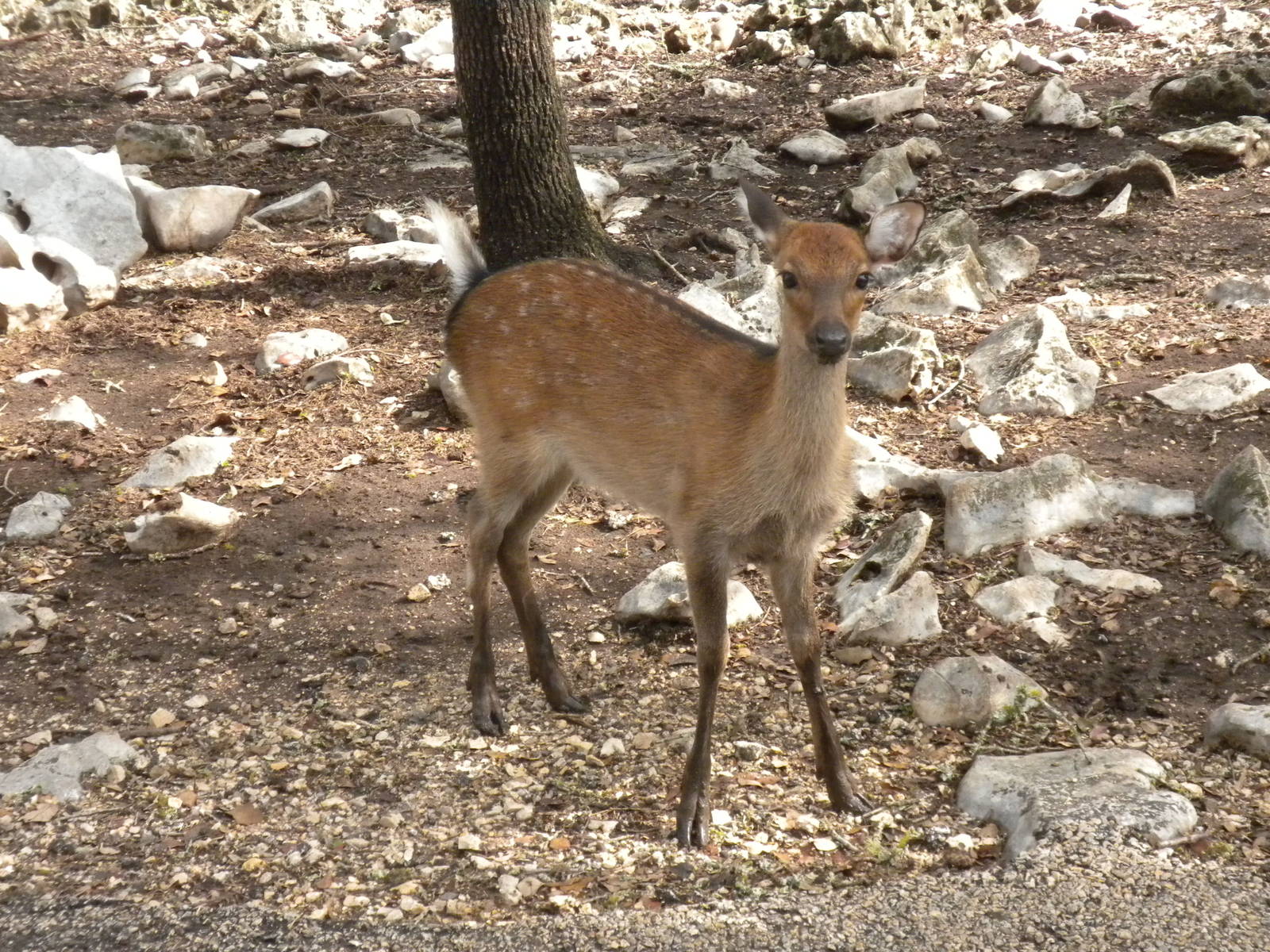 Deer