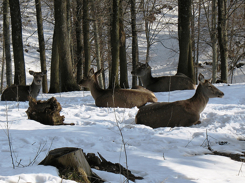 Deers in Kaçkar Mountains (Pontic Mountains)