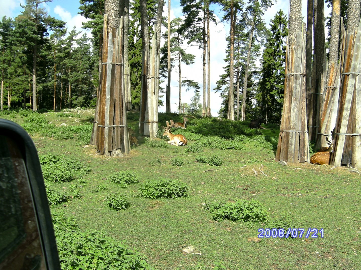 Deers, Kolmården "Safari" (2008)