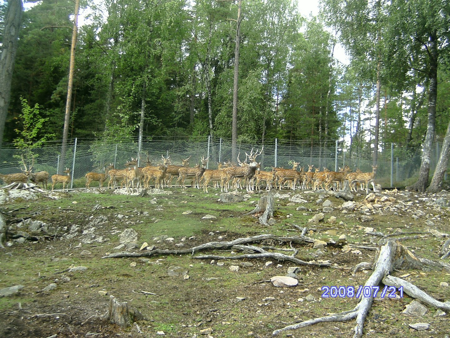 Deers, Kolmården "Safari" (2008)