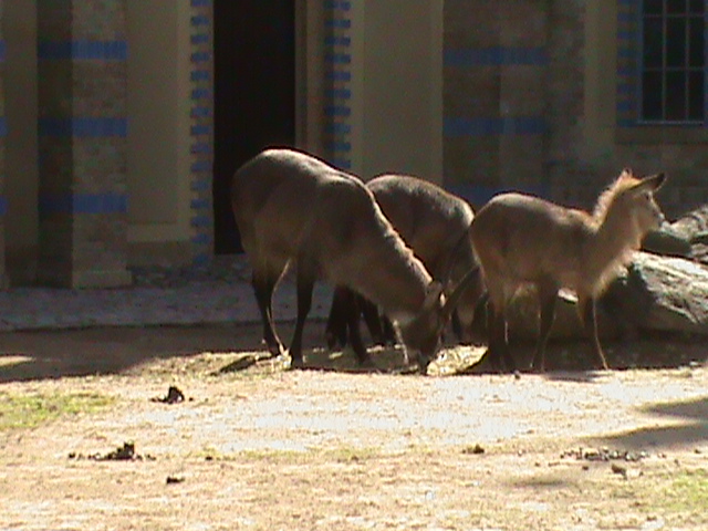 defassa waterbuck 030910