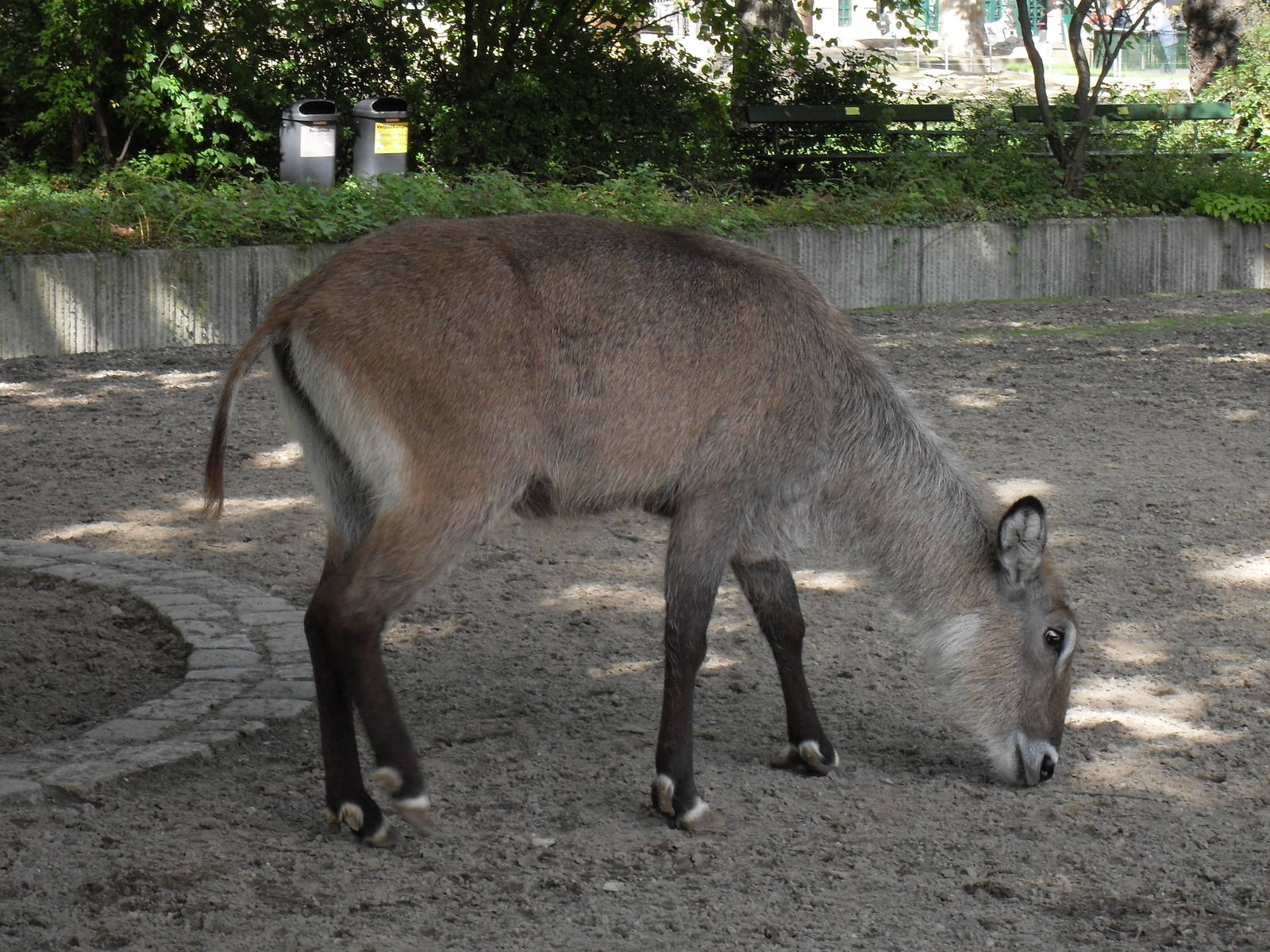 defassa waterbuck 030910