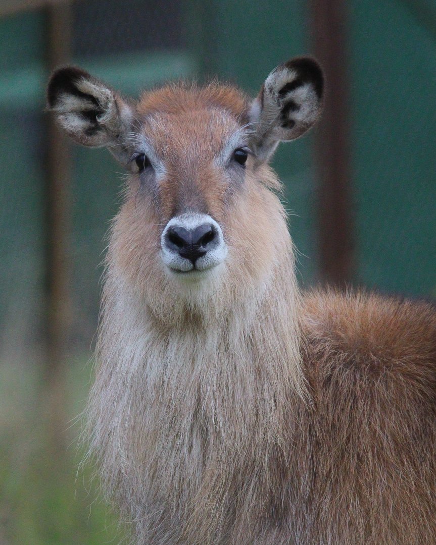 Defassa Waterbuck- 8th January 2024