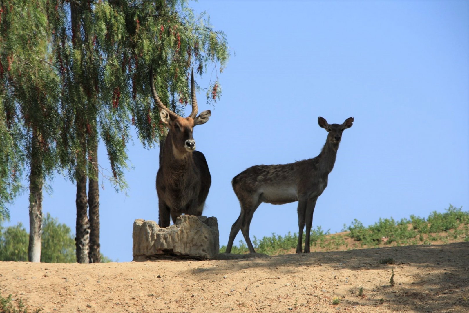 Defassa Waterbuck and Barbary Deer