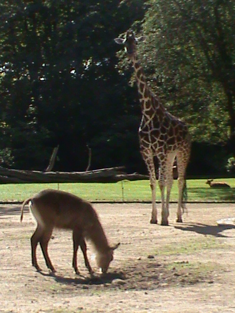 defassa waterbuck and giraffe 030910