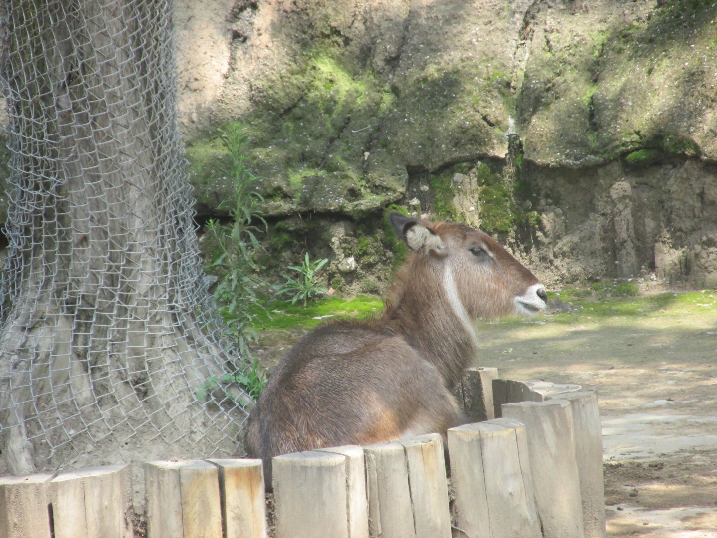 defassa waterbuck antelope