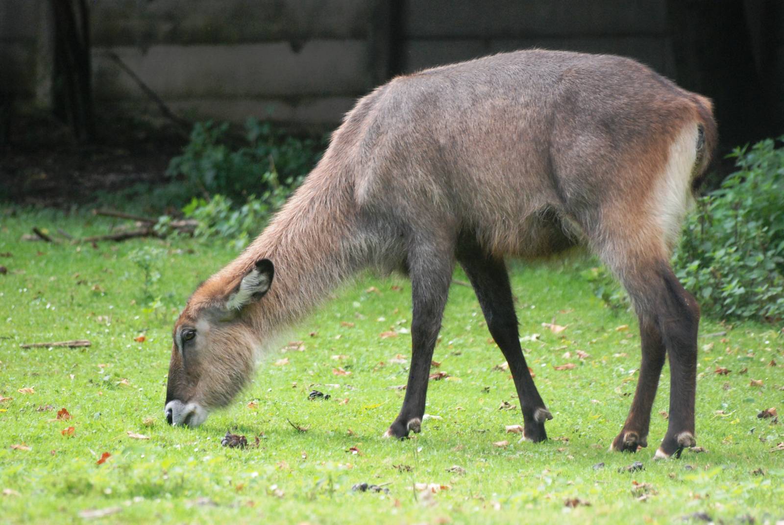 Defassa Waterbuck at Dvur Kralove, 27/08/12