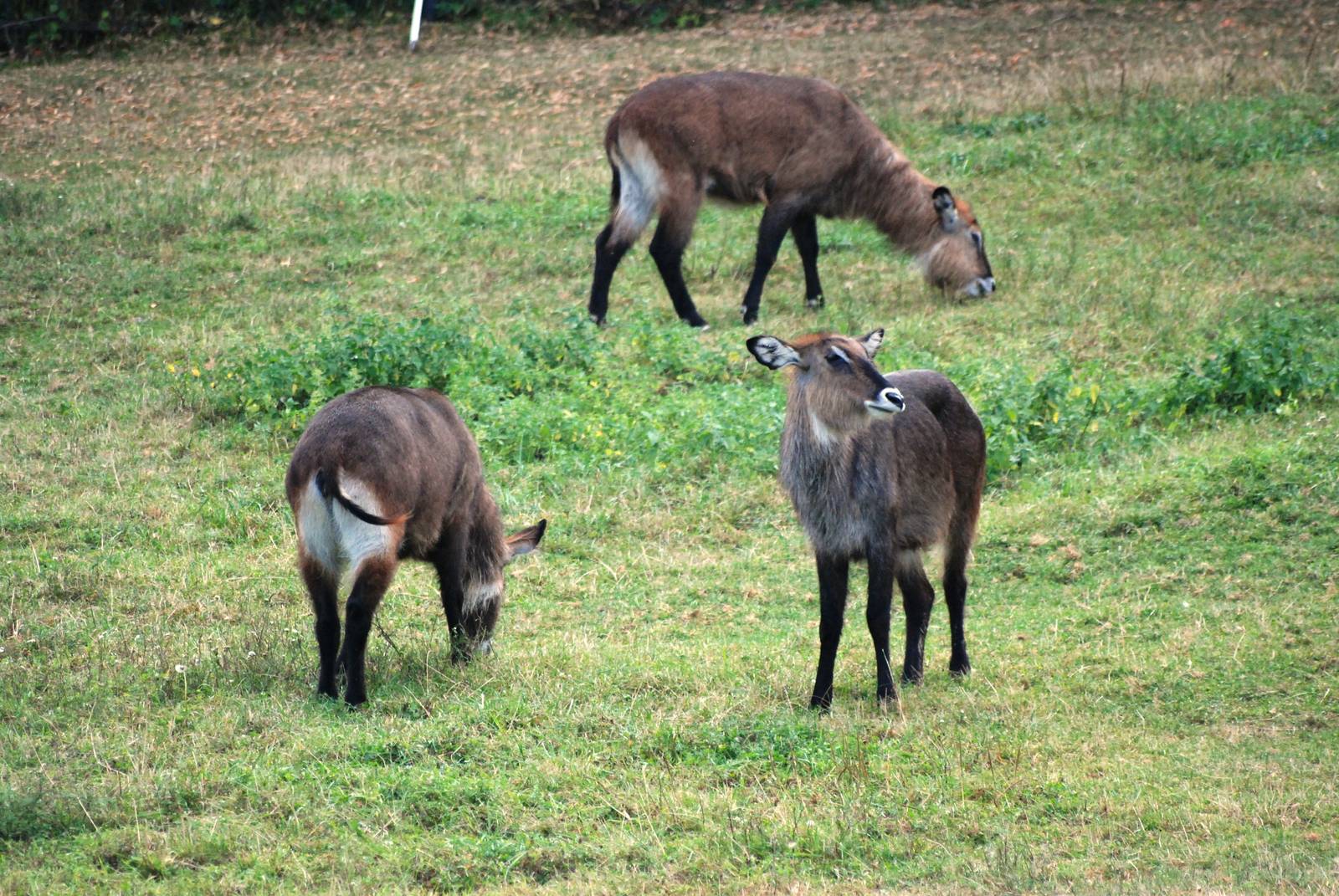 Defassa Waterbuck at Usti, 29/08/12
