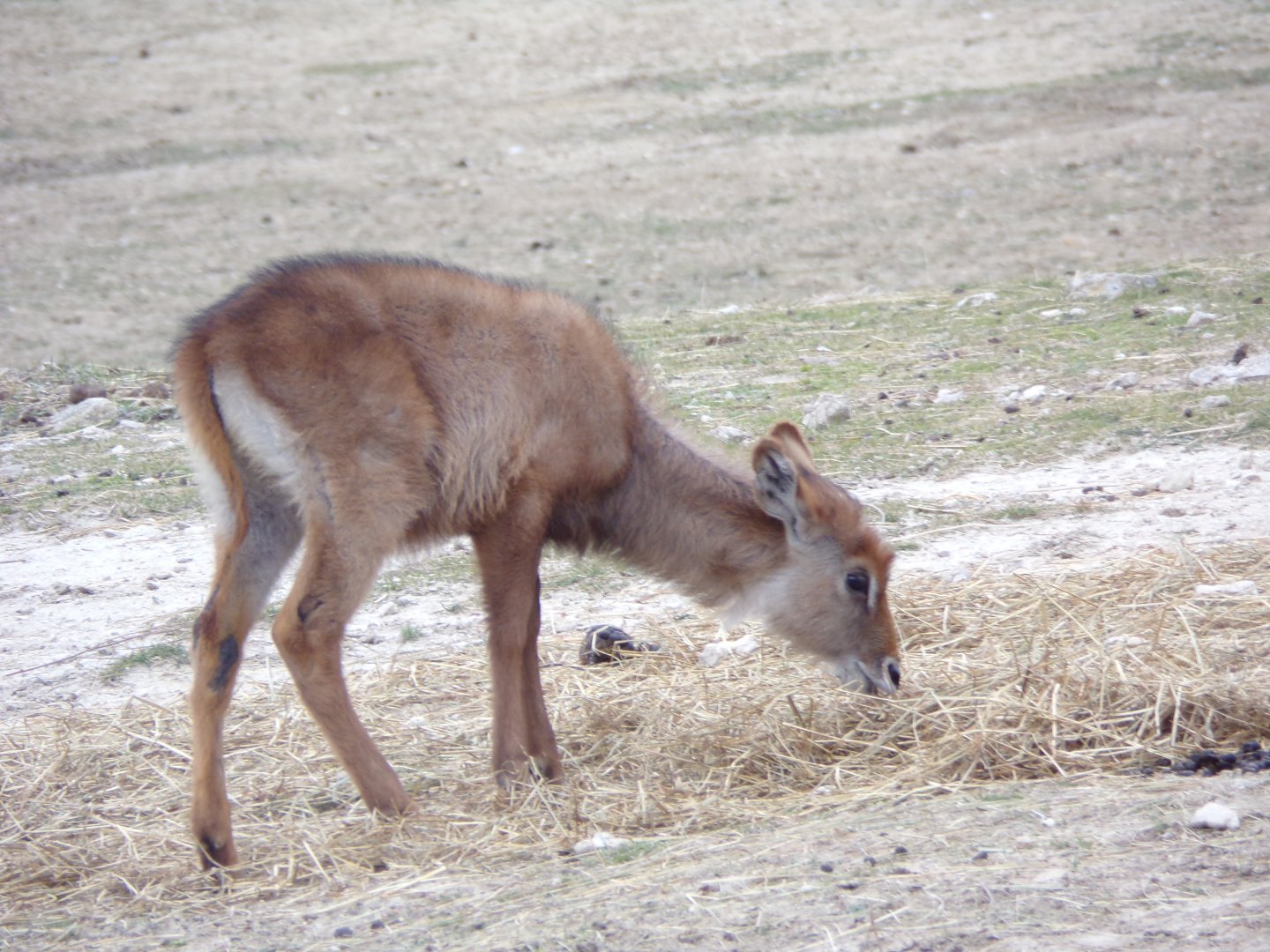 Defassa Waterbuck calf - Réserve Africaine de Sigean (2024)
