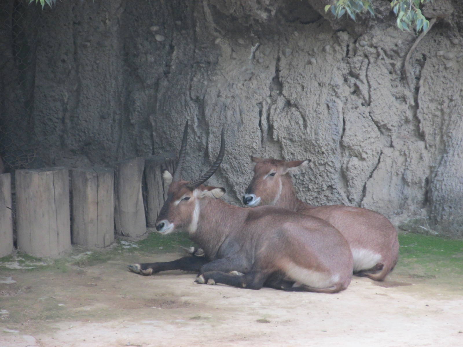 defassa waterbuck chapultepec zoo