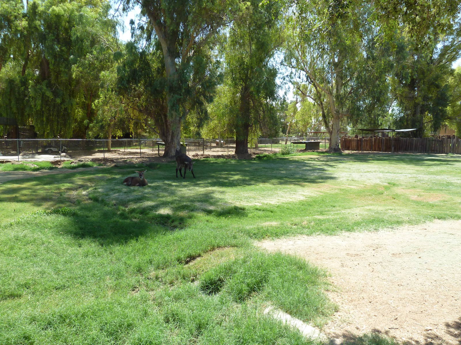 Defassa Waterbuck Exhibit