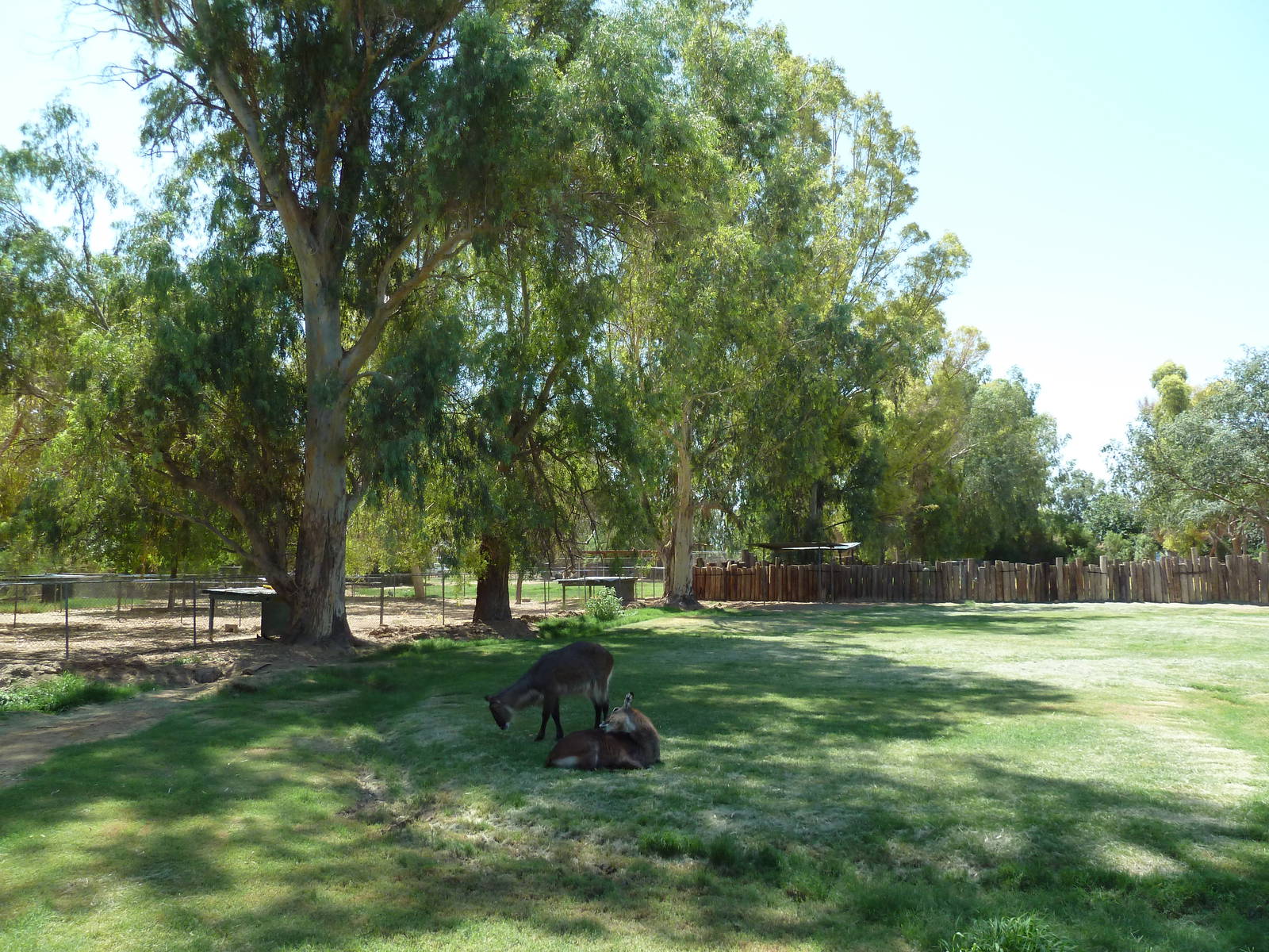 Defassa Waterbuck Exhibit