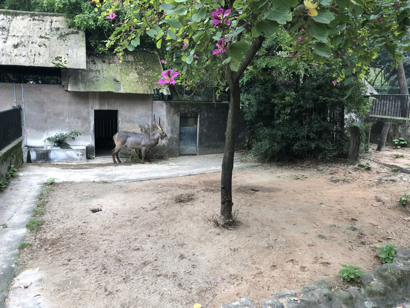 Defassa Waterbuck Exhibit