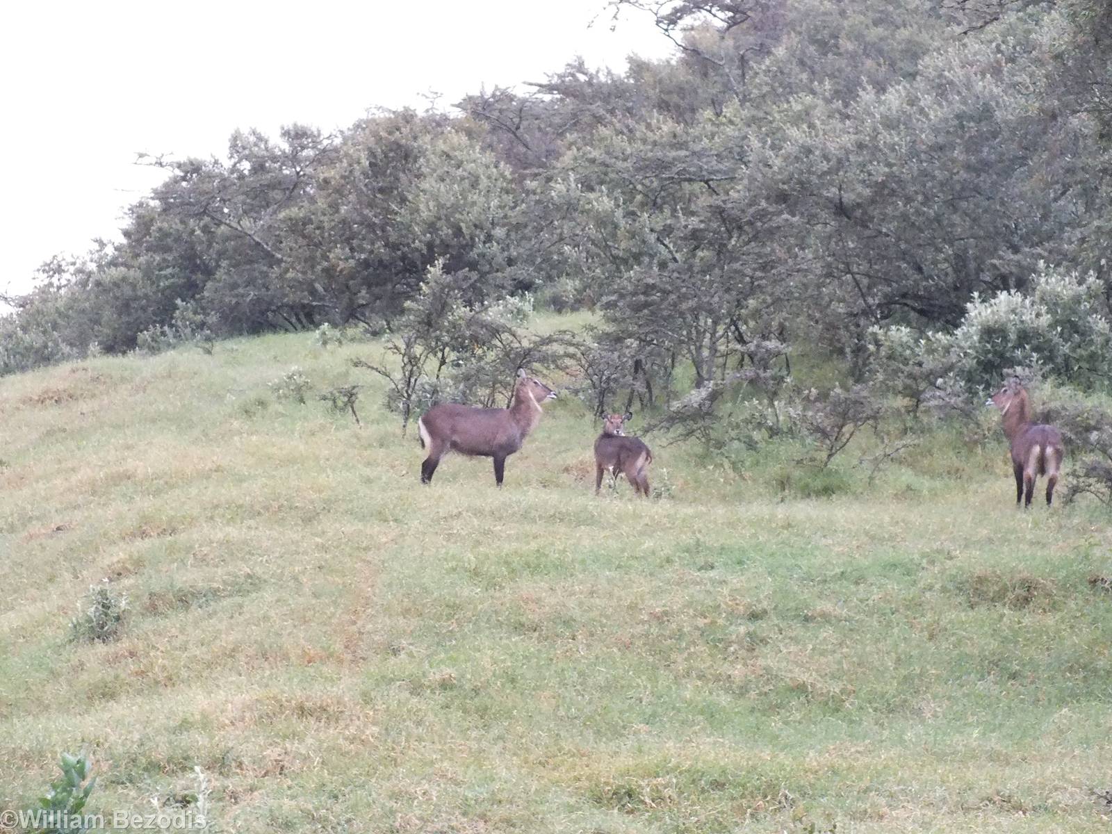 Defassa Waterbuck Family - Hell's Gate National Park