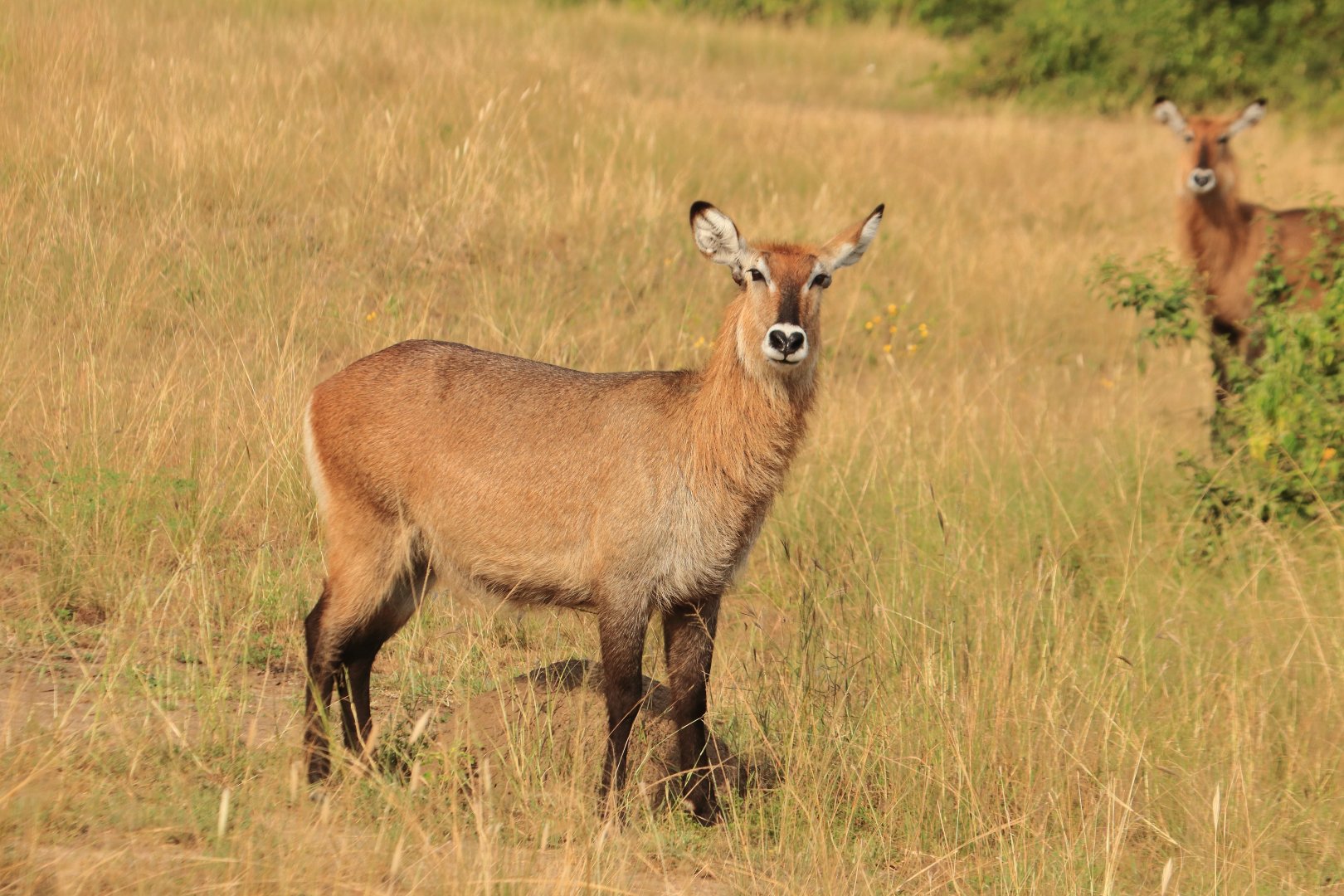 Defassa waterbuck (January 2020)