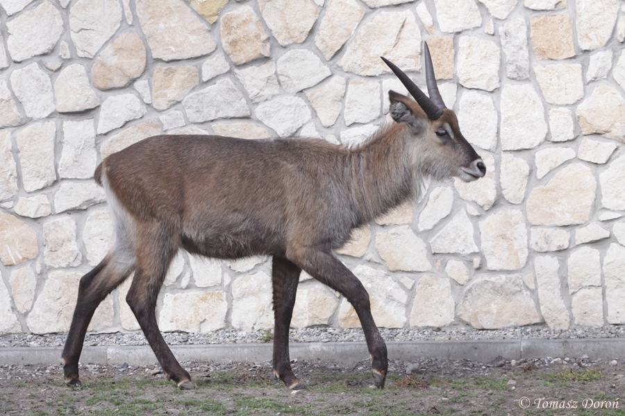 Defassa Waterbuck (Kobus defassa) at Zamosc Zoo