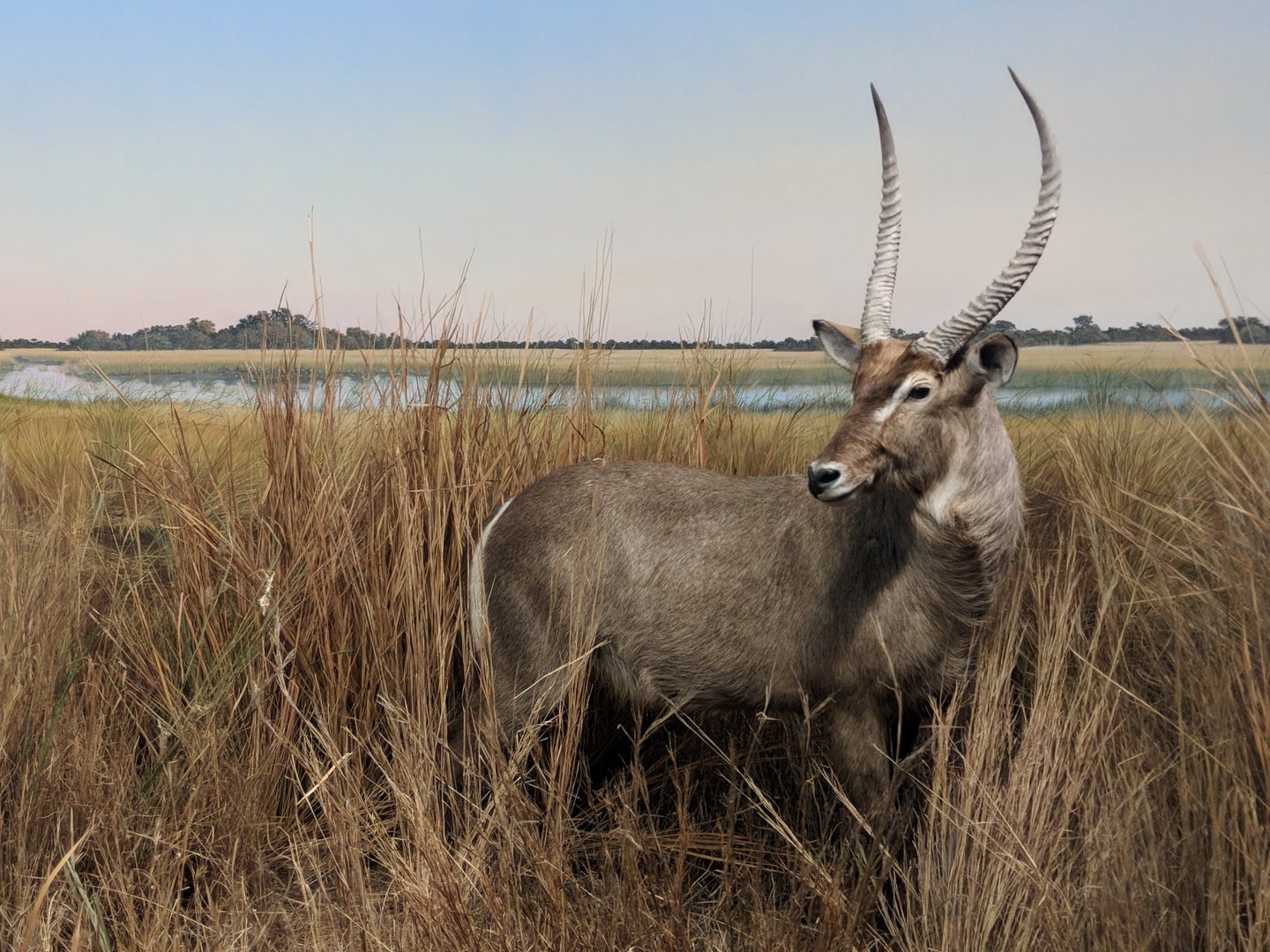 Defassa waterbuck (Kobus defassa)