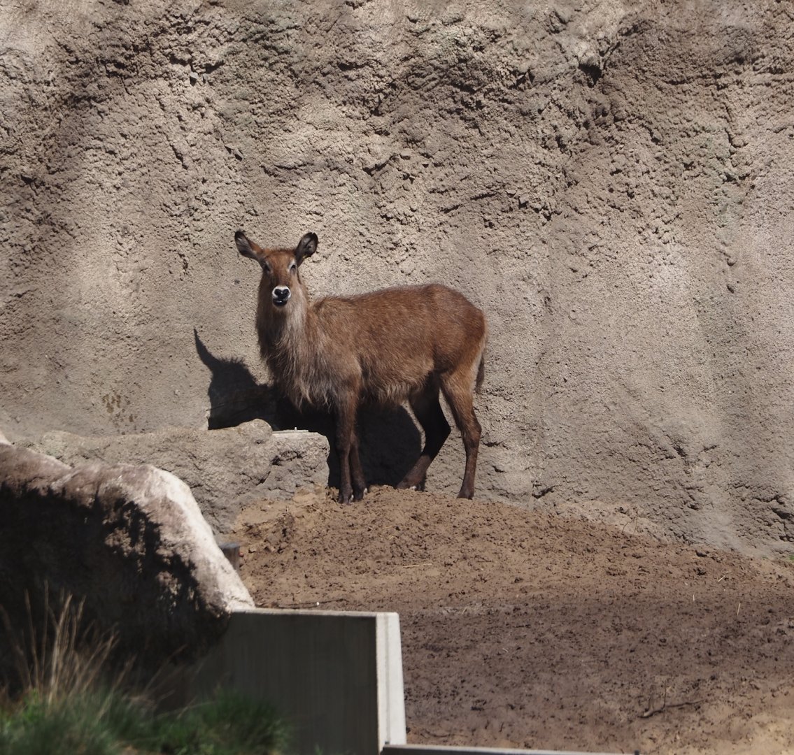 Defassa waterbuck (Kobus ellipsiprymnus defassa), 2025-04-30
