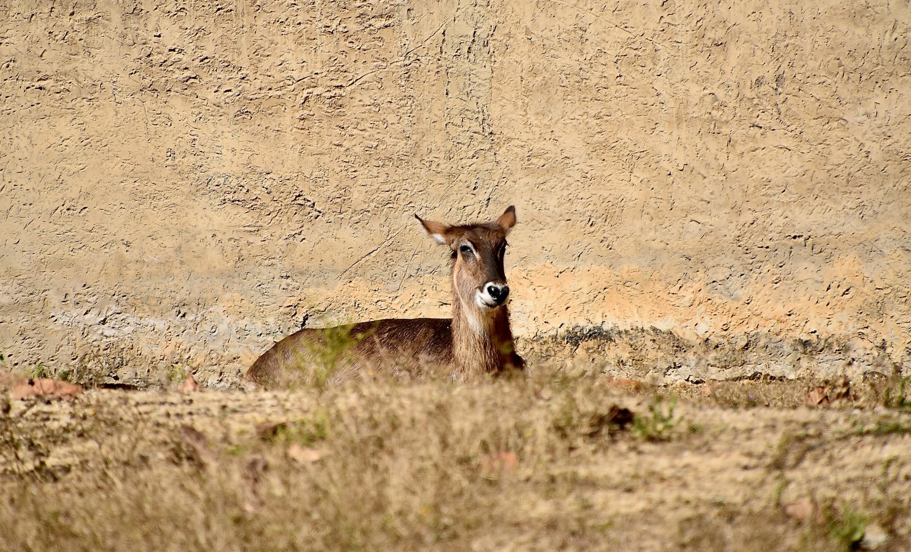 Defassa Waterbuck (Kobus ellipsiprymnus defassa) female