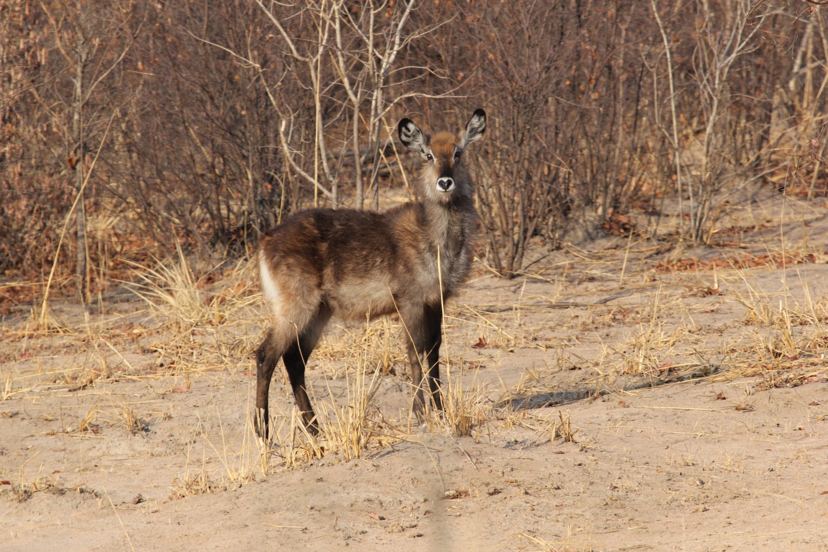 Defassa Waterbuck (Kobus ellipsiprymnus defassa) young