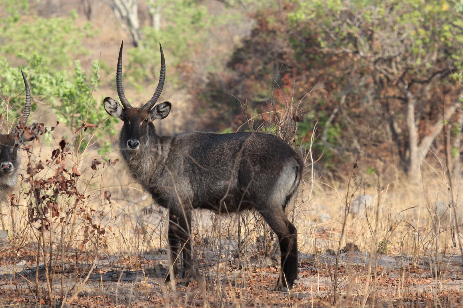 Defassa Waterbuck (Kobus ellipsiprymnus defassa)