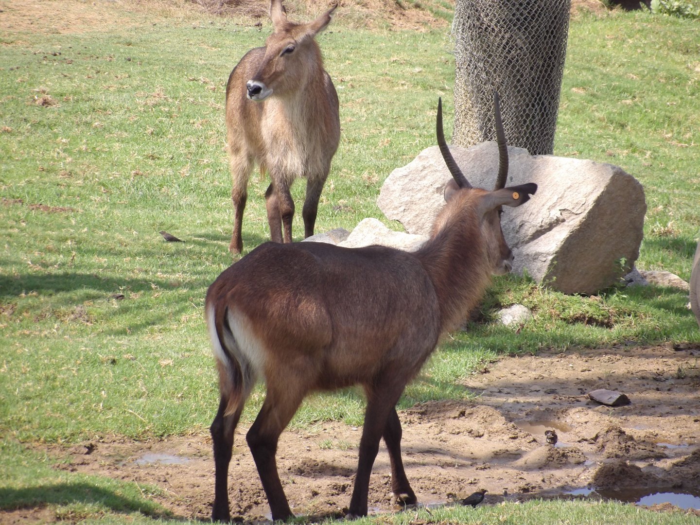 Defassa Waterbuck(Kobus ellipsiprymnus defassa)