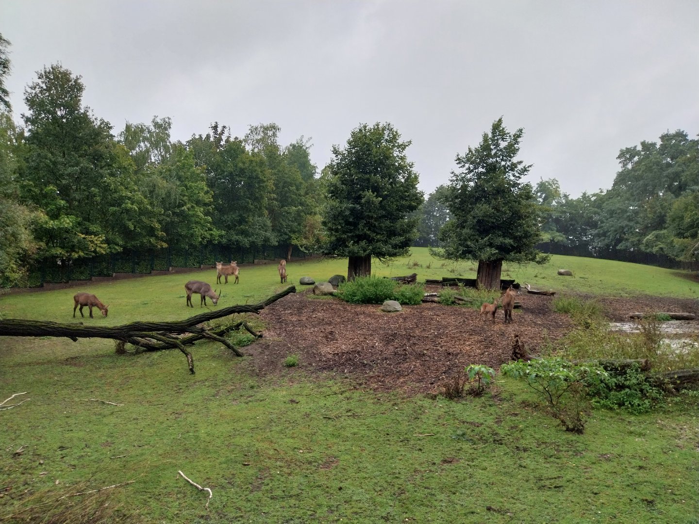 Defassa waterbuck (Kobus ellipsiprymnus defassa)
