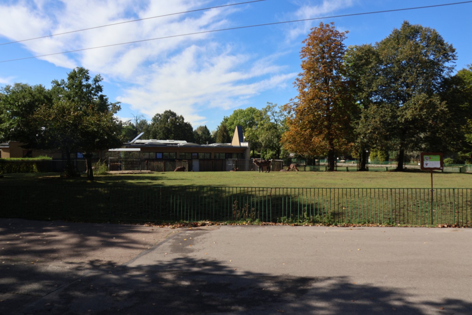 Defassa Waterbuck (Kobus ellipsiprymunus defassa