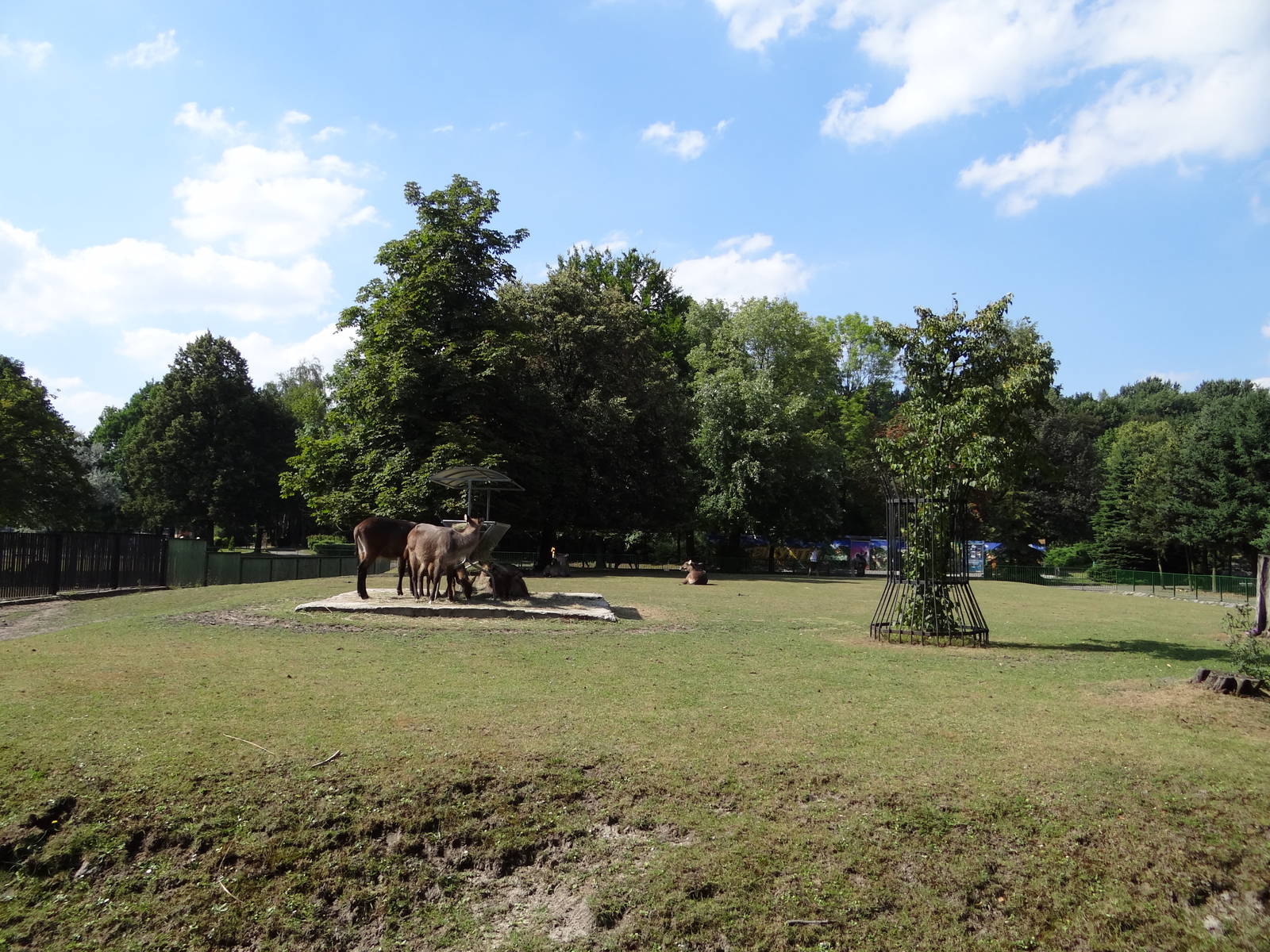 Defassa Waterbuck paddock