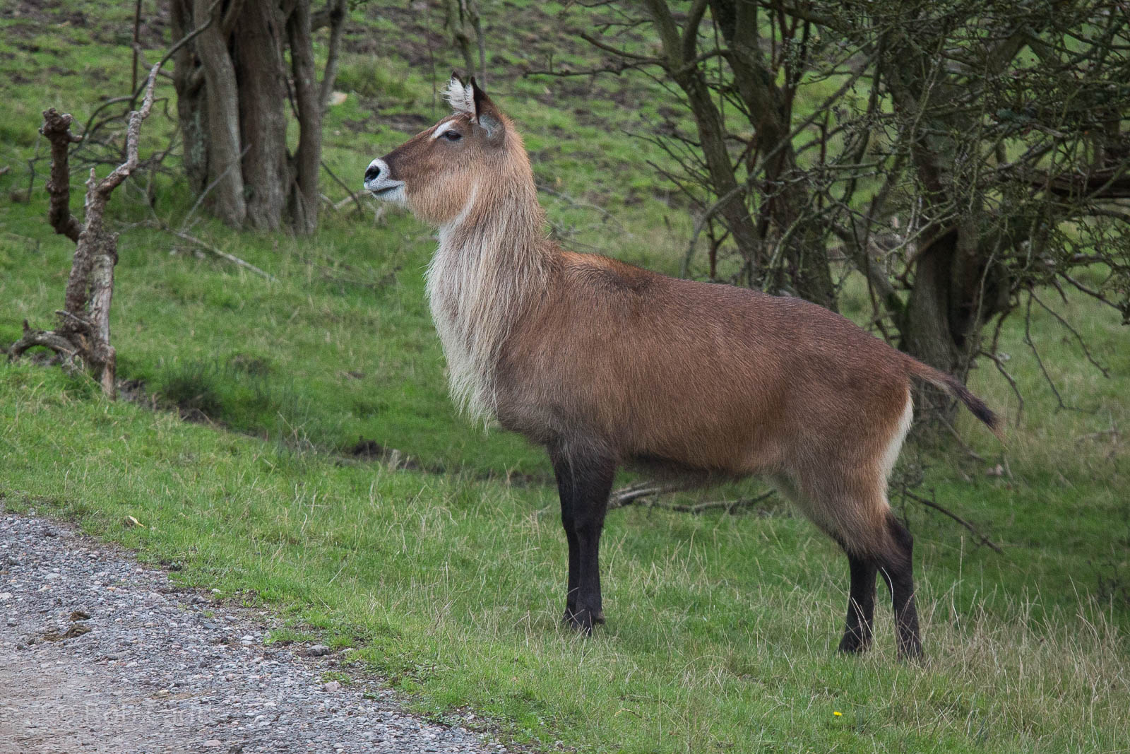 Defassa waterbuck : Port Lympne : 15 Oct 2014