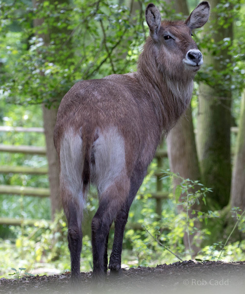 Defassa waterbuck : Port Lympne : 29 Aug 2015