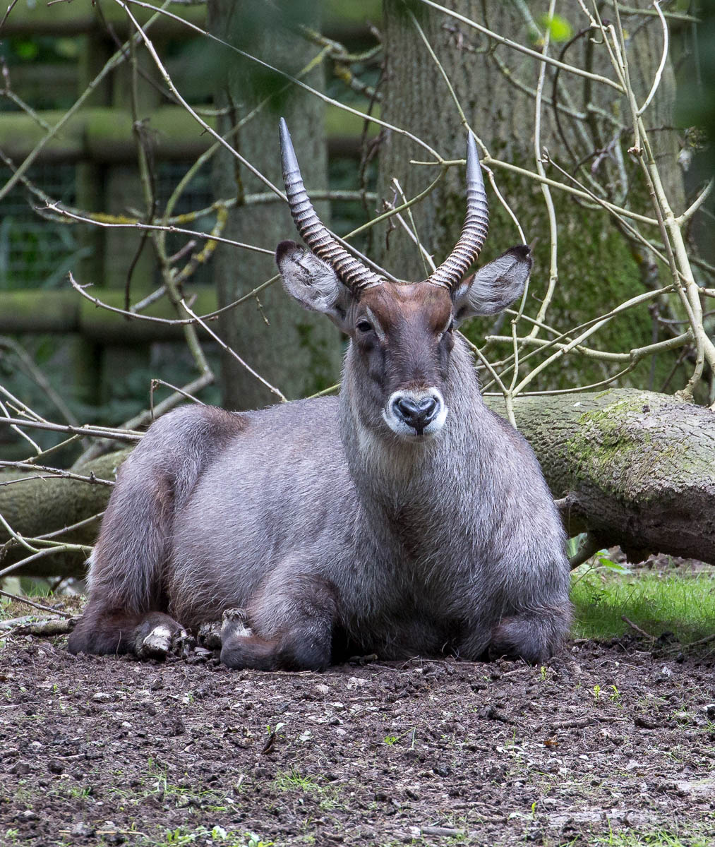 Defassa waterbuck : Port Lympne : 29 Aug 2015