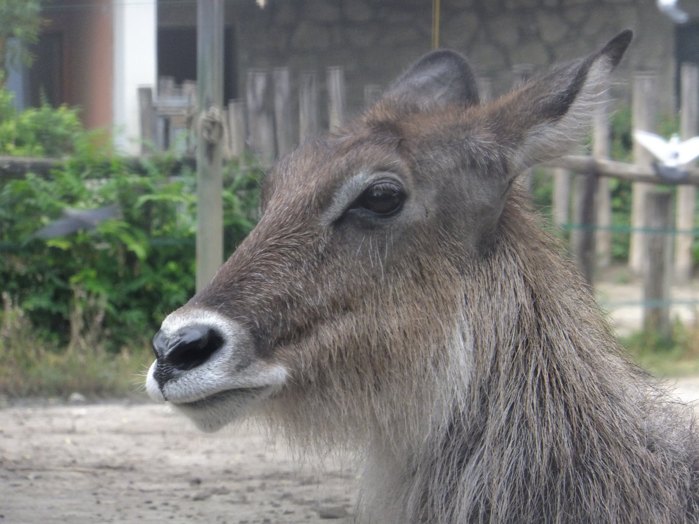Defassa waterbuck portrait