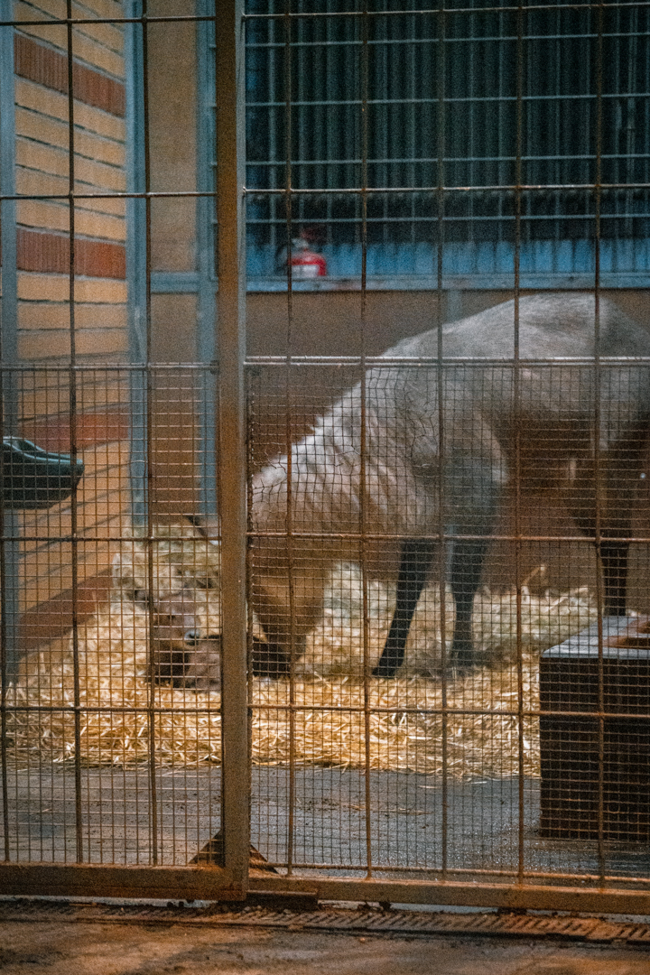 Defassa Waterbuck with newborn
