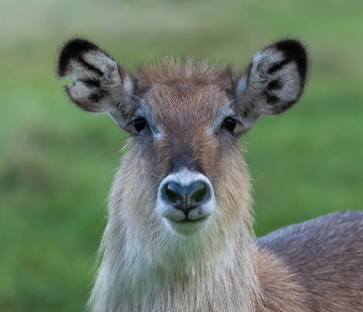 Defassa waterbuck, ZSL Whipsnade, UK