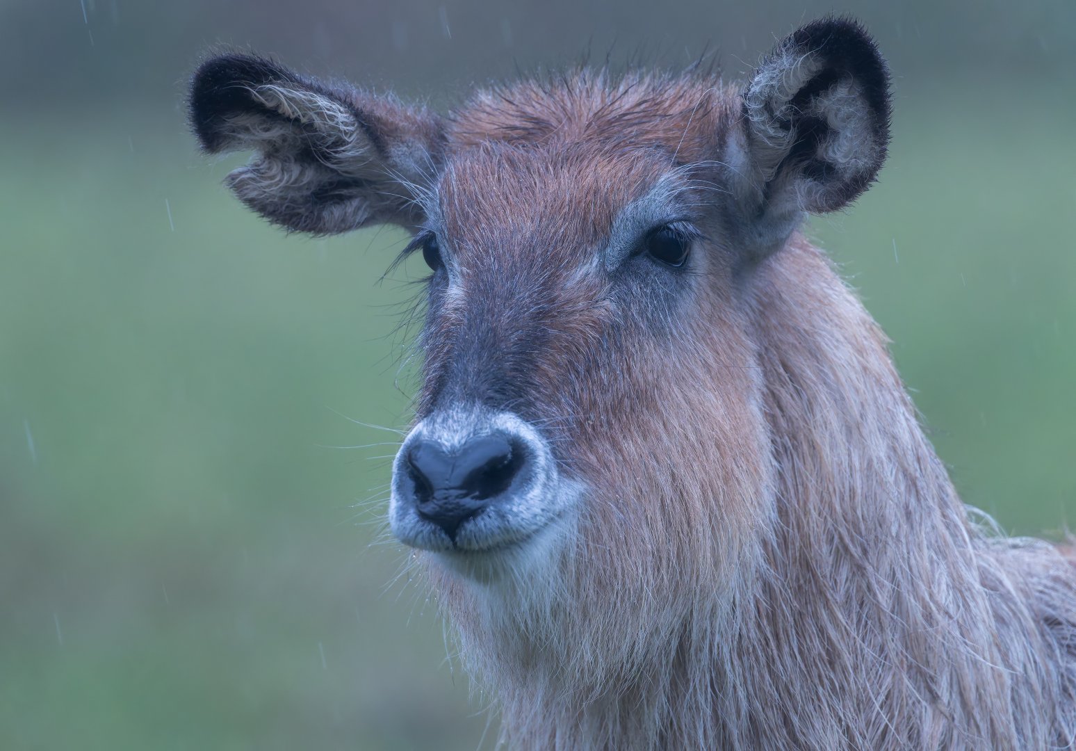 Defassa Waterbuck, ZSL Whipsnade, UK