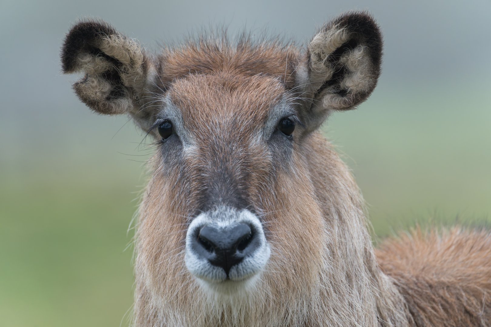 Defassa Waterbuck, ZSL Whipsnade