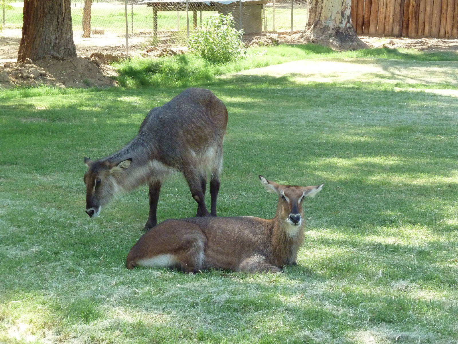 Defassa Waterbuck