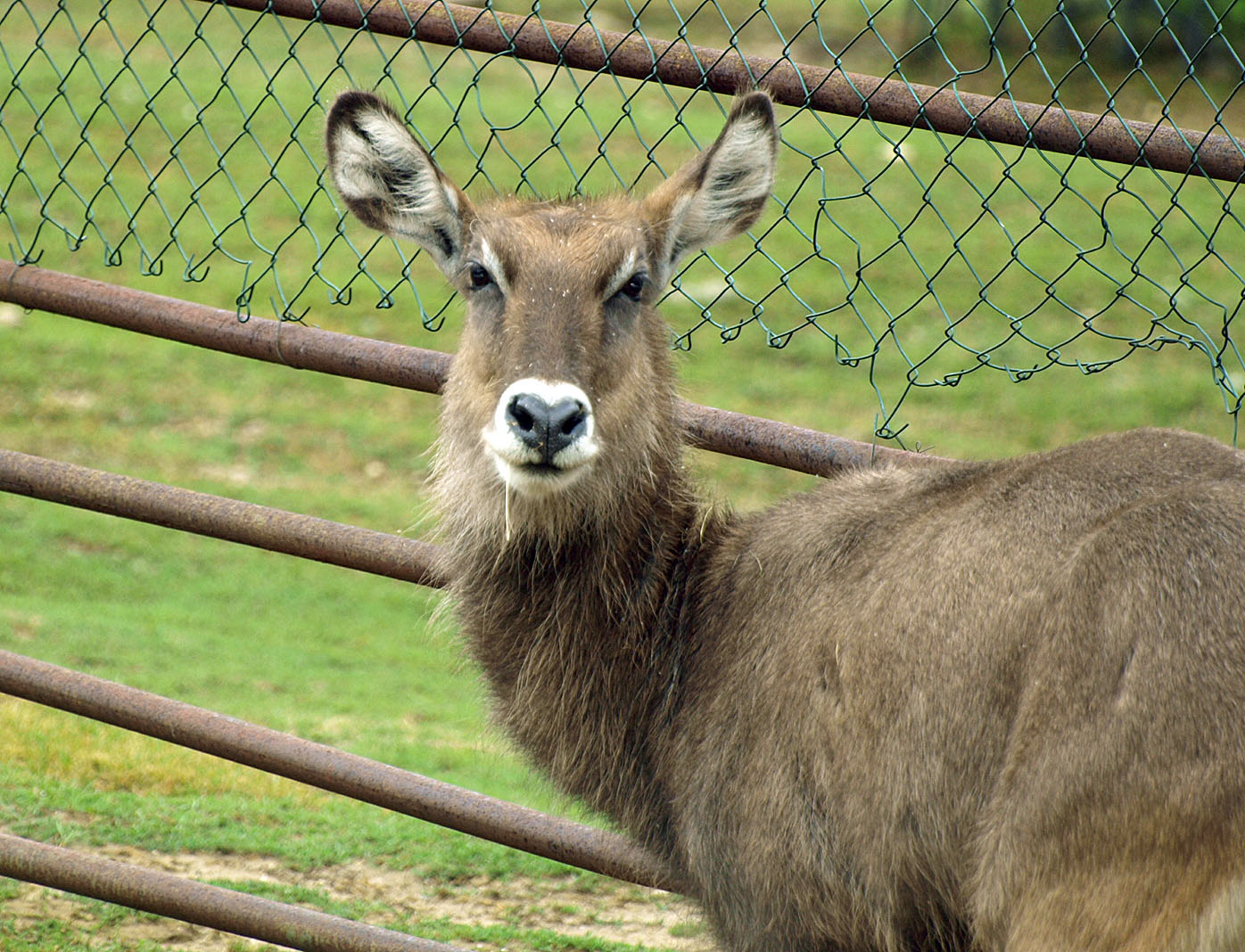 Defassa waterbuck
