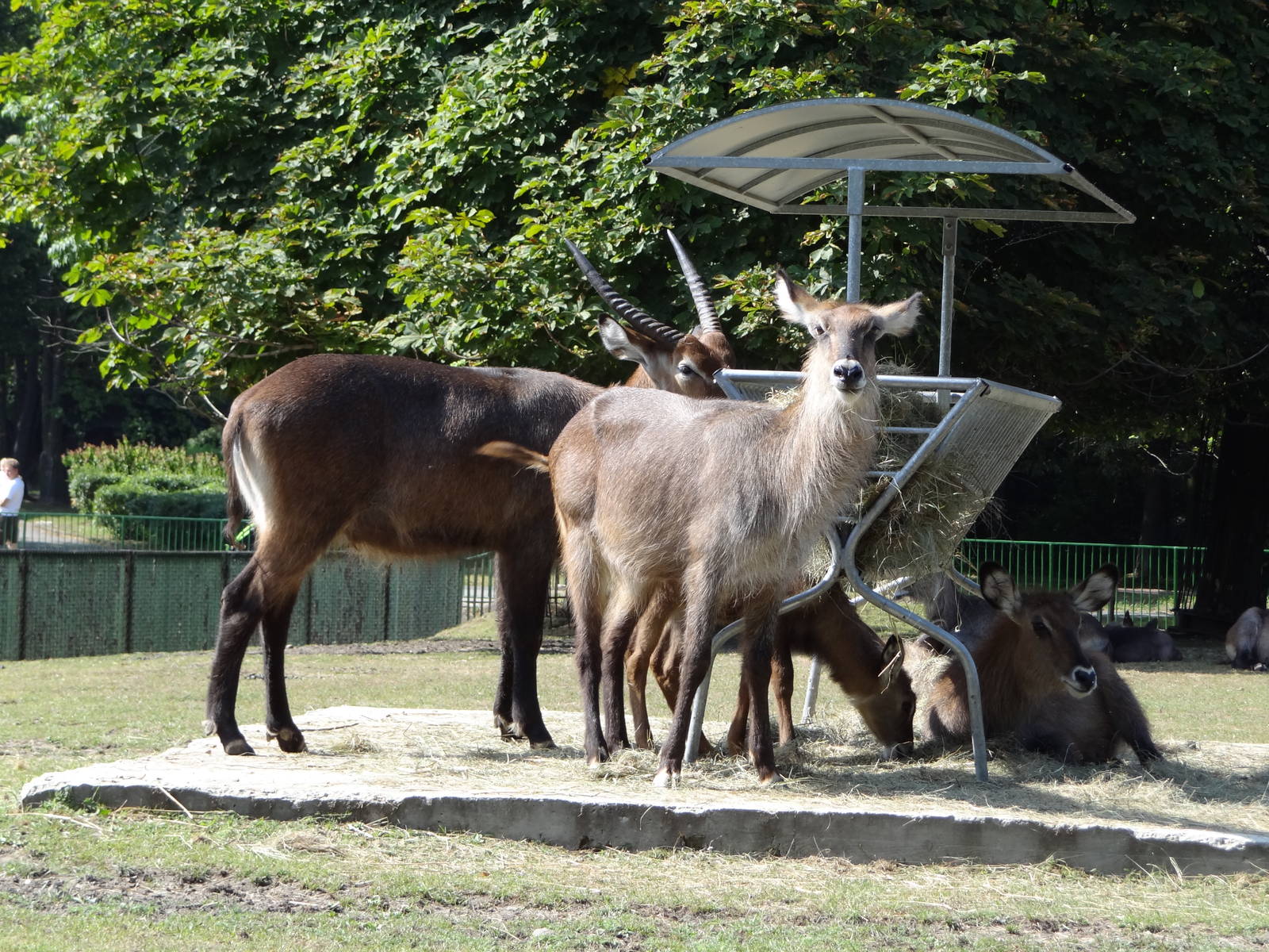Defassa Waterbuck