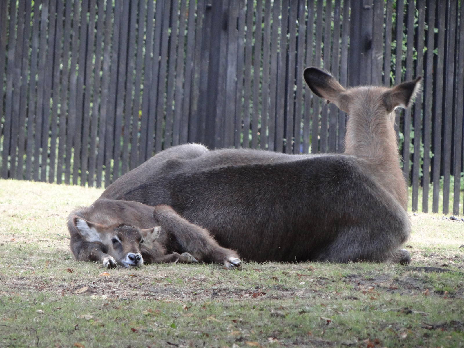 Defassa Waterbuck