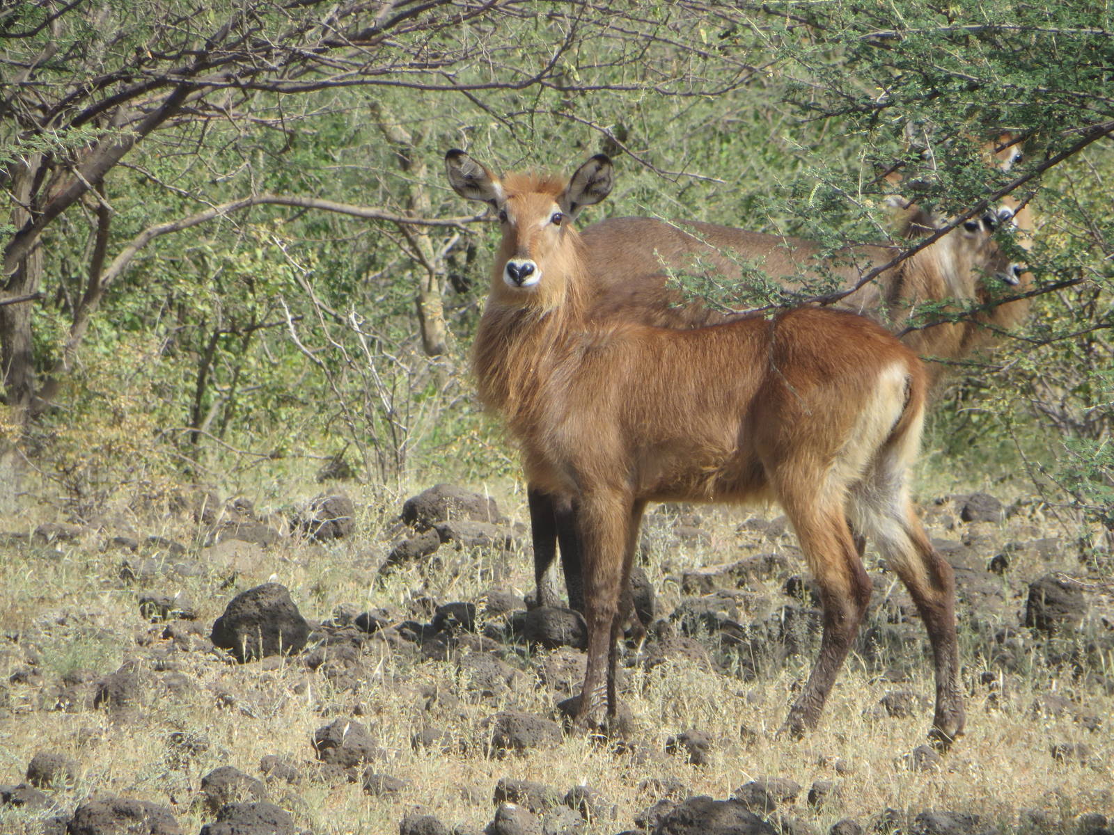Defassa waterbuck